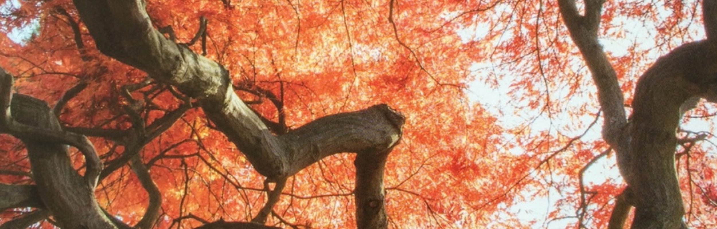 Treebroking